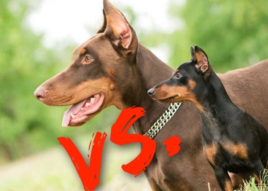 Is a mini pinscher a doberman?