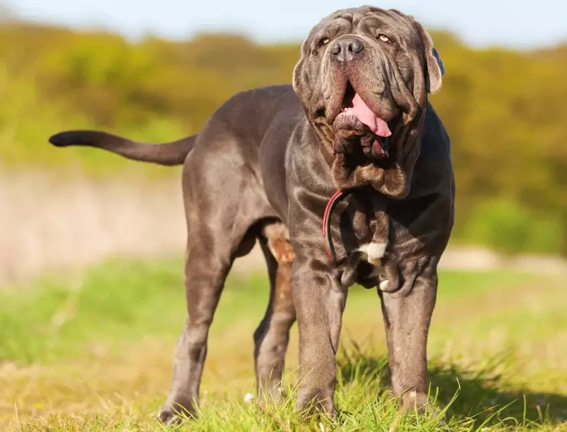 Neapolitan Mastiff health issues Neapolitan Mastiff health issues