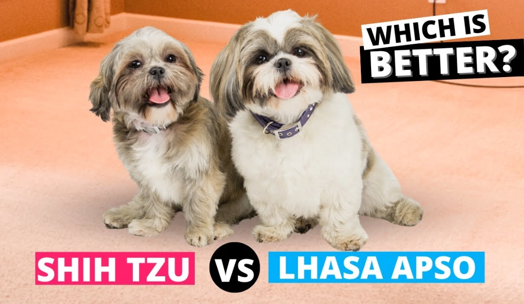 Which is better, Shih Tzu or Lhasa Apso?