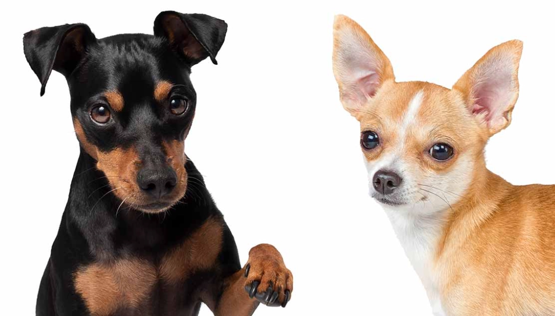 Miniature Pinscher chihuahua mix