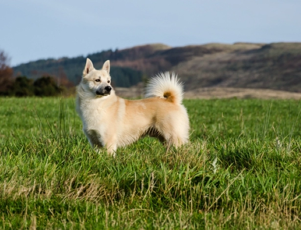 Norwegian Buhund weight range Norwegian Buhund weight range