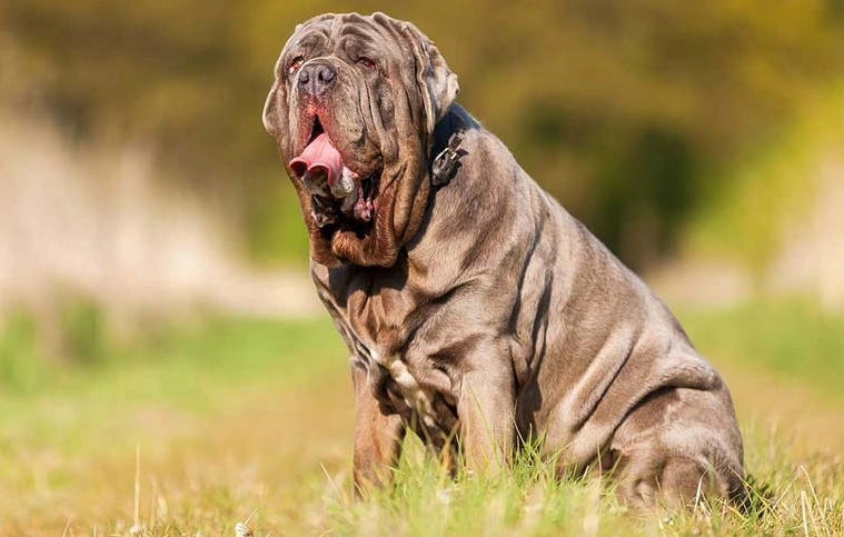 Neapolitan Mastiff care Neapolitan Mastiff care