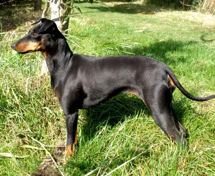 Toy Manchester Terrier