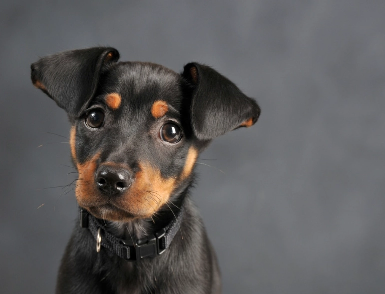 mini pinscher vs doberman mini pinscher vs doberman