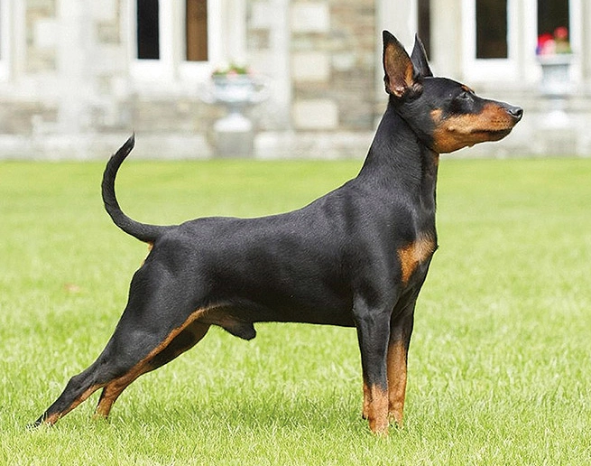 mini pinscher vs doberman mini pinscher vs doberman