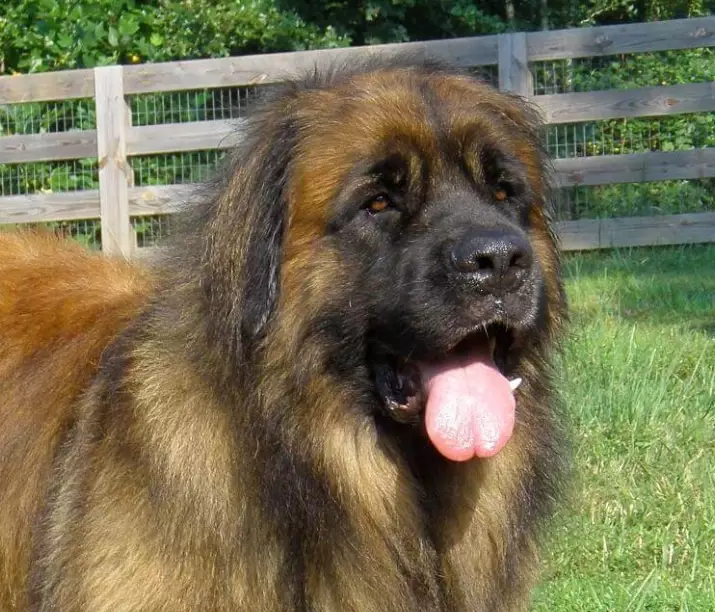 Do Leonberger dogs shed a lot Do Leonberger dogs shed a lot