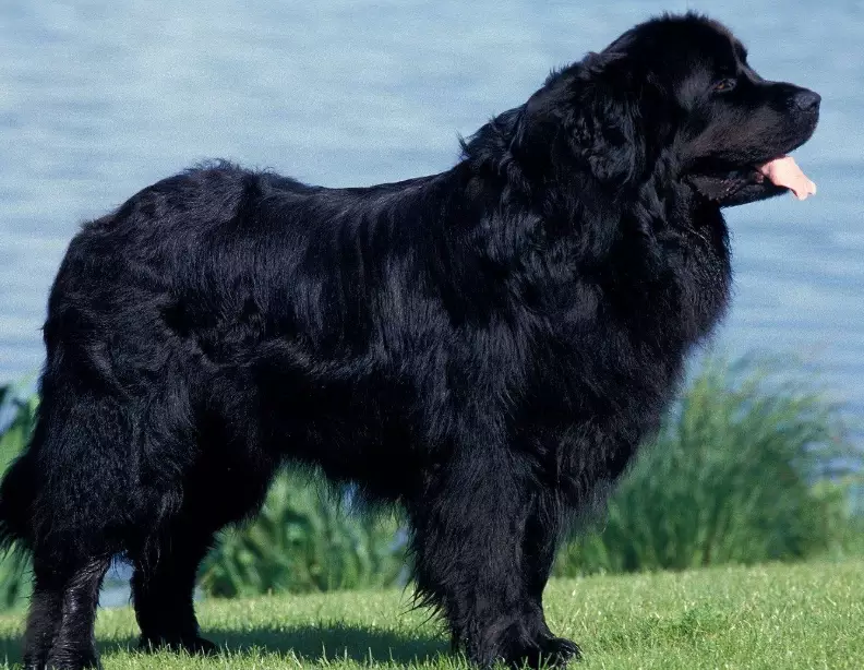 Newfoundland animal