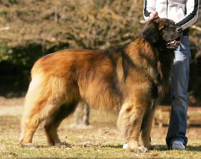 family dog temperament family dog temperament