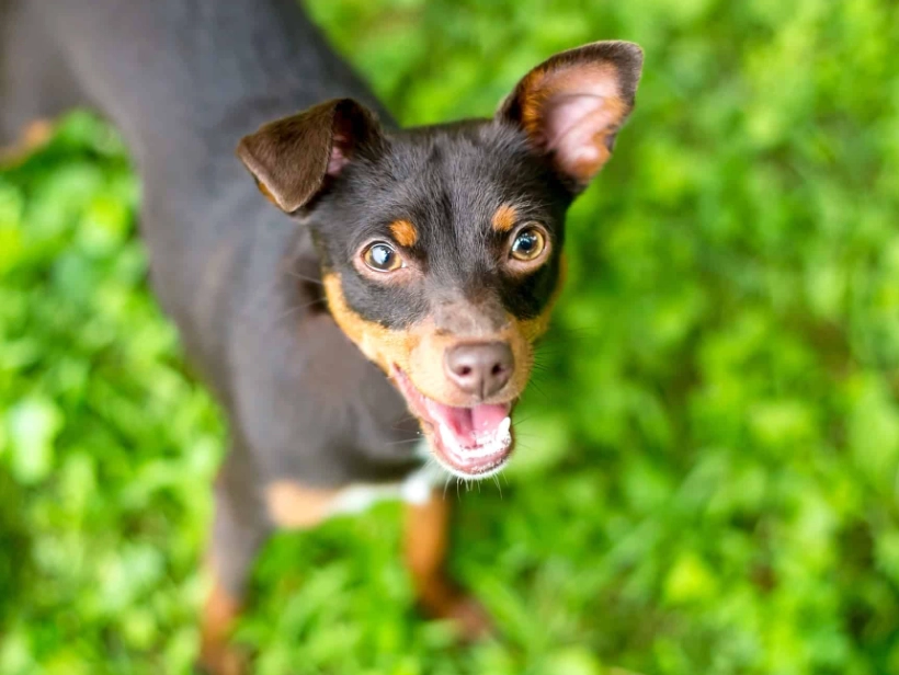 Miniature Pinscher mix