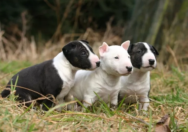 healthy weight for Mini Bull Terrier healthy weight for Mini Bull Terrier