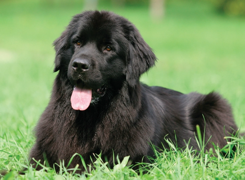 Newfoundland dog