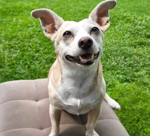Miniature Bull Terrier mix with Chihuahua