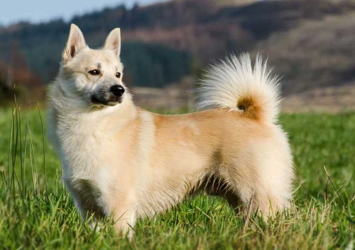 Buhund availability