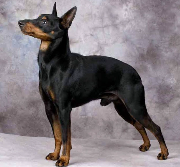 Toy Manchester Terrier