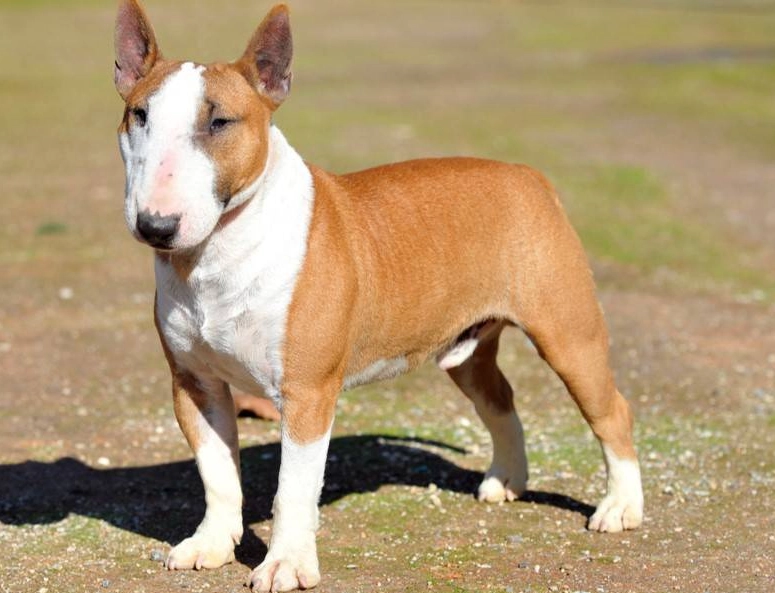 Mini Bull Terrier size Mini Bull Terrier size