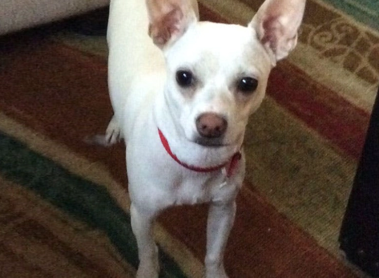 Miniature Bull Terrier Chihuahua mix