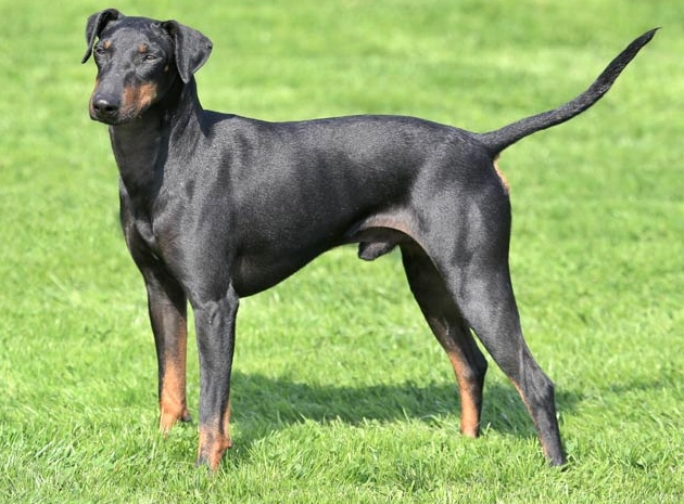 Manchester Terrier weight