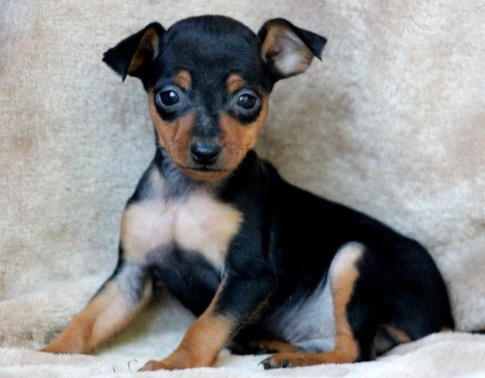 miniature pinscher doberman mix miniature pinscher doberman mix