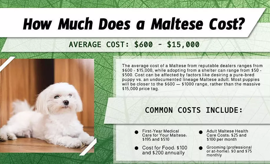 How much does a Maltese dog cost?