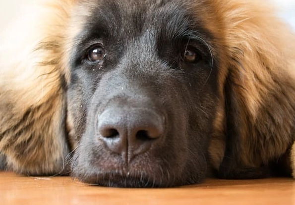 gentle giant dog breed gentle giant dog breed