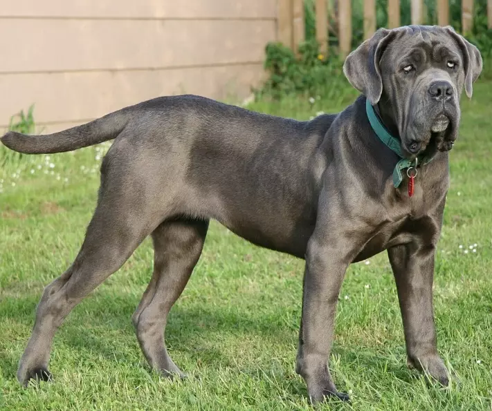 Neapolitan Mastiff problems Neapolitan Mastiff problems