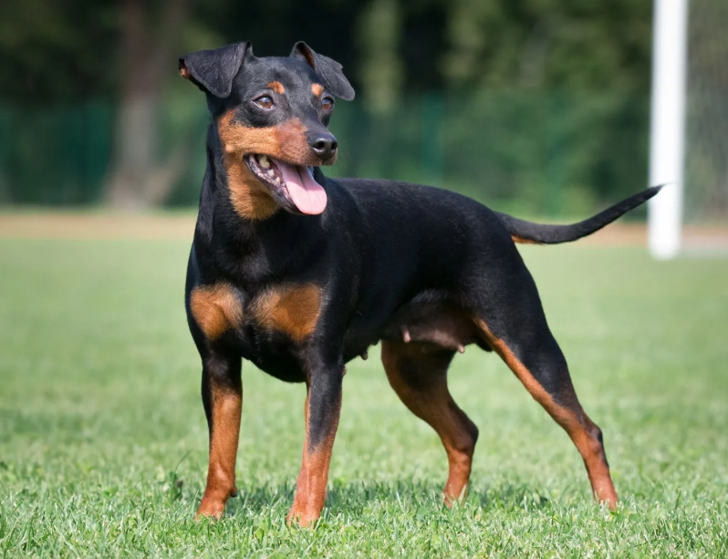 Miniature Pinscher full grown