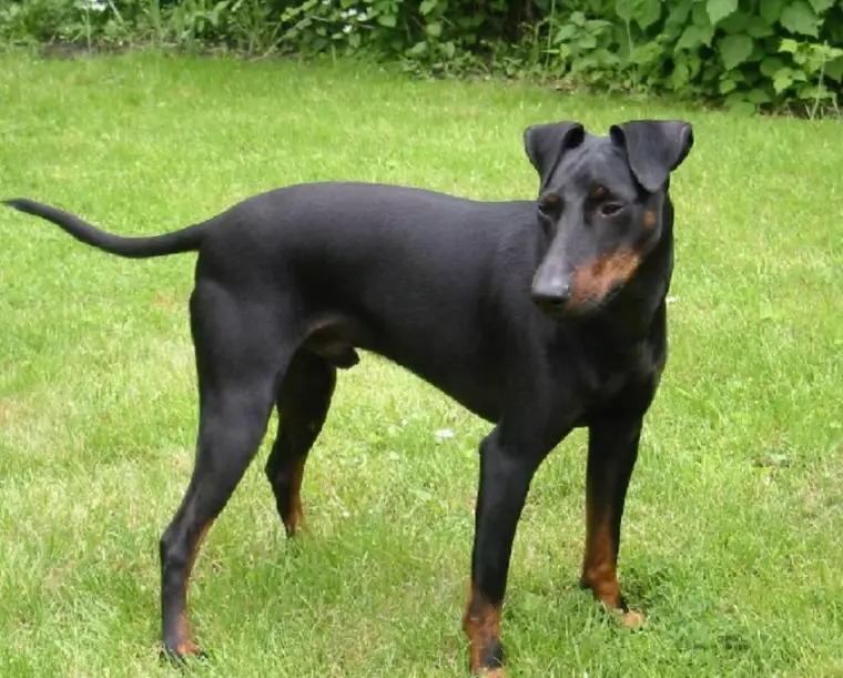 Manchester Terrier cost