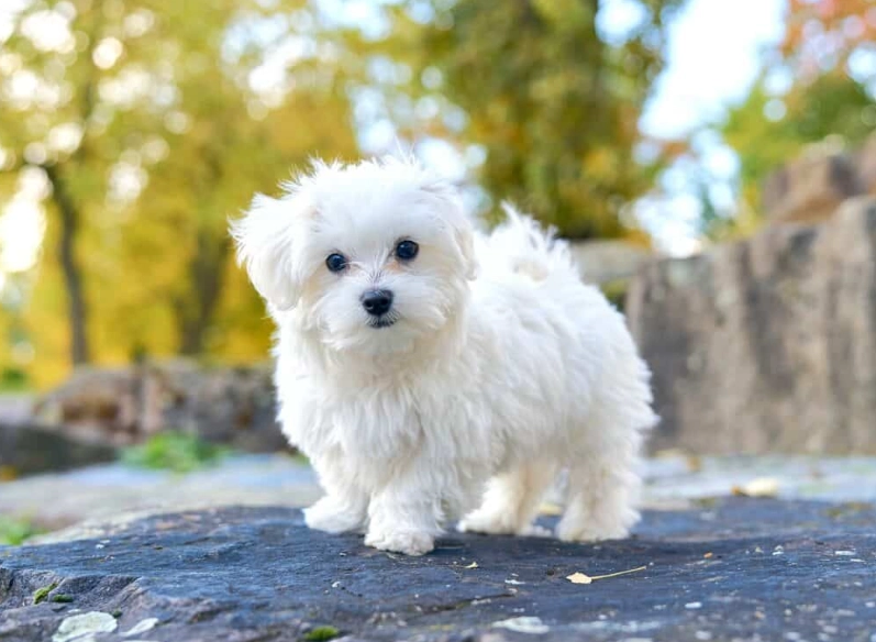 how much is a Maltese dog how much is a Maltese dog