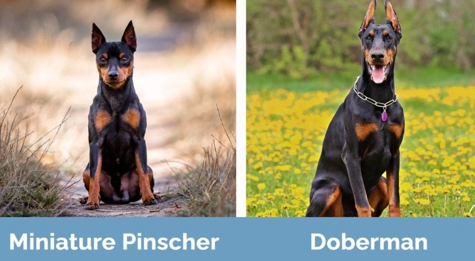 miniature pinscher doberman mix miniature pinscher doberman mix