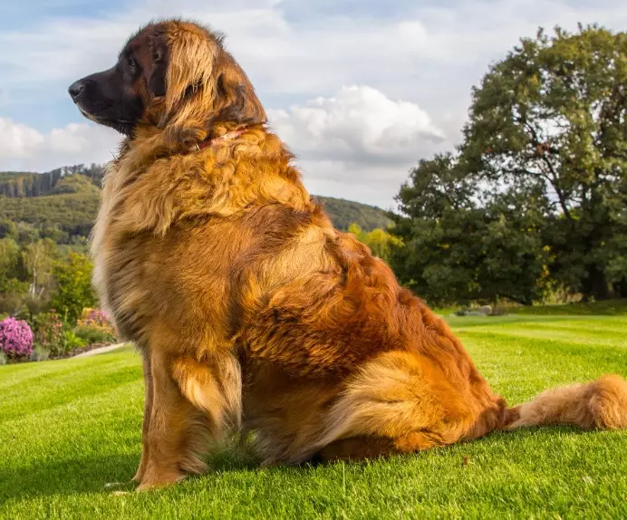 gentle giant dog breed gentle giant dog breed