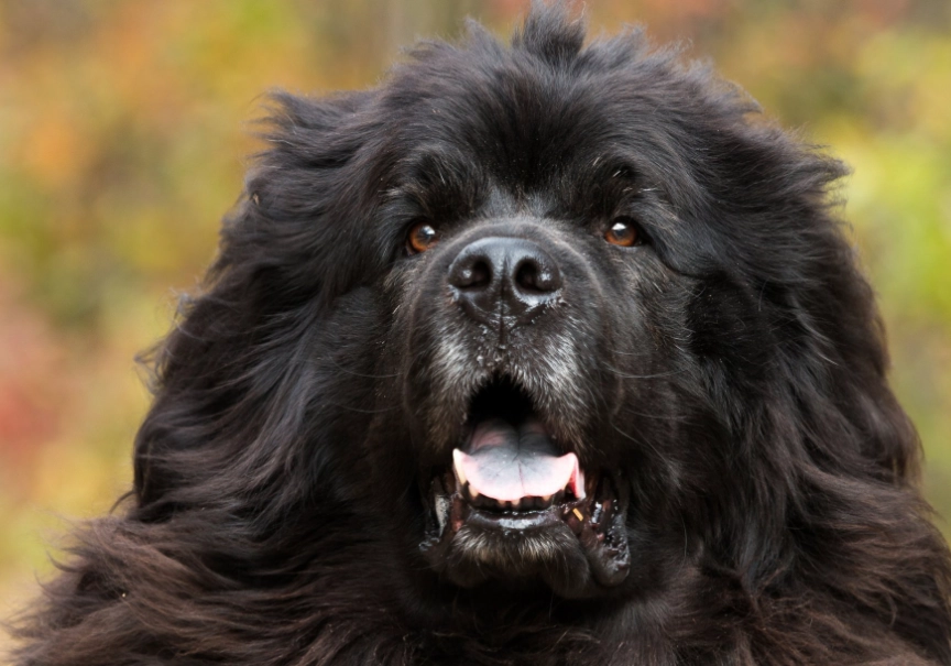 gentle giant dog breeds