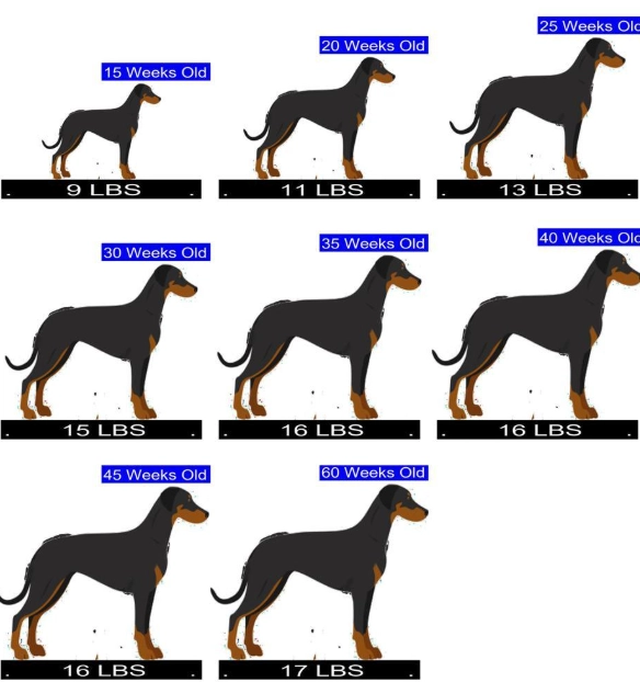 Manchester Terrier weight