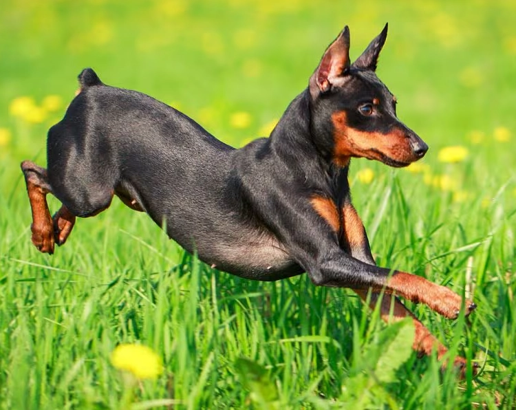 how much is a mini pinscher