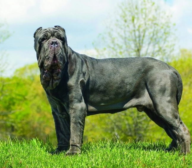 Neapolitan Mastiff care Neapolitan Mastiff care