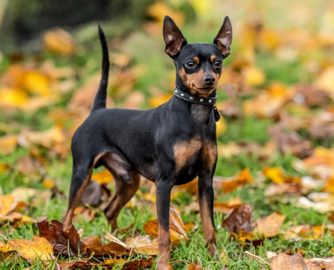miniature pinscher price