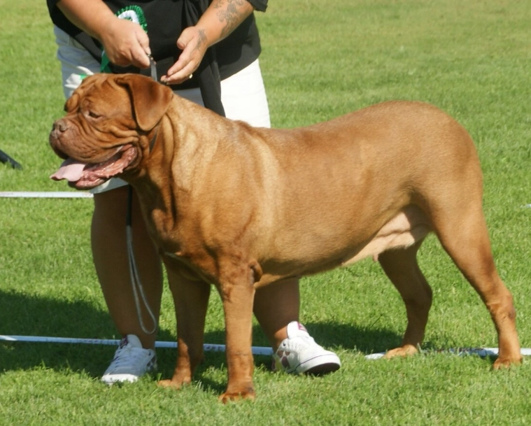 mastiff dog breeds mastiff dog breeds