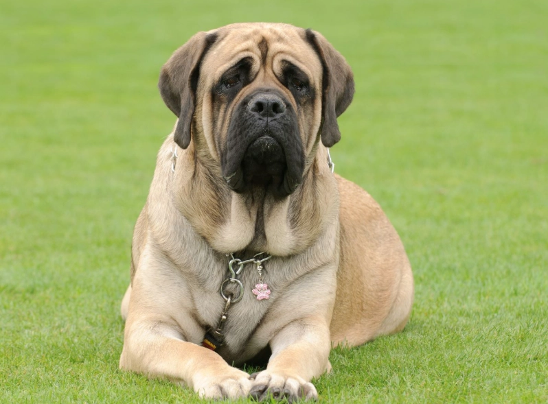 mastiff dog breeds mastiff dog breeds