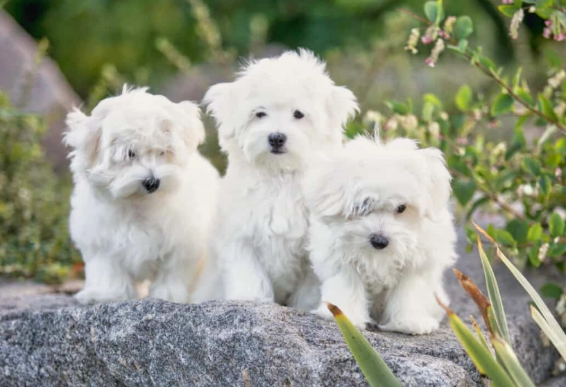 Maltese dog price Maltese dog price