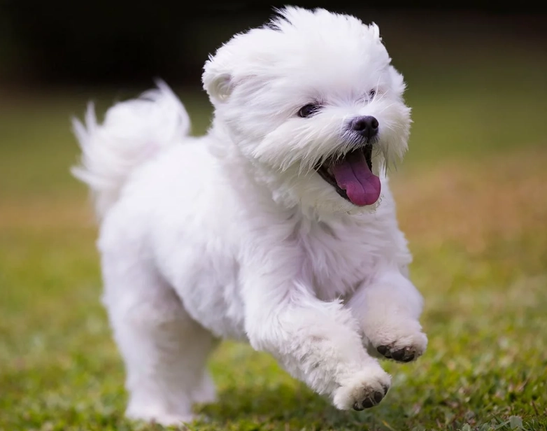 how much is a Maltese dog how much is a Maltese dog