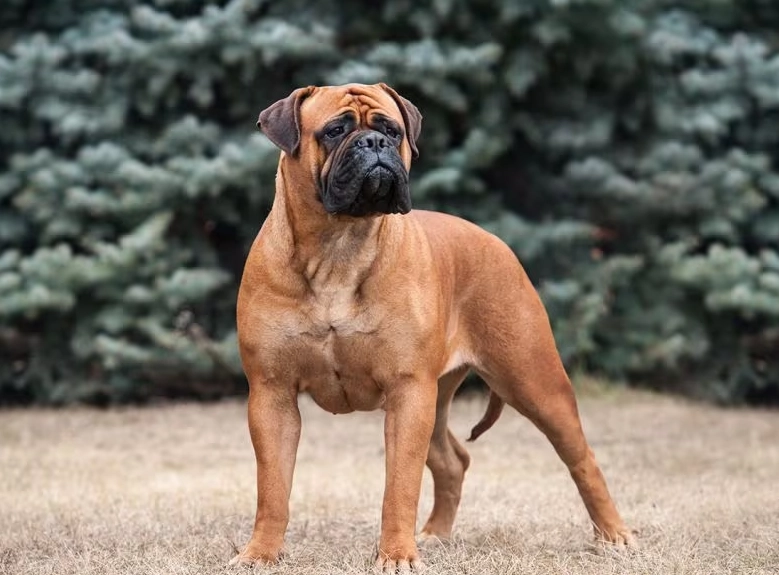 mastiff breeds mastiff breeds