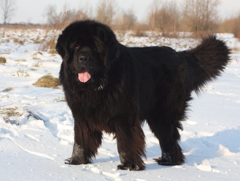 gentle giant dog breeds