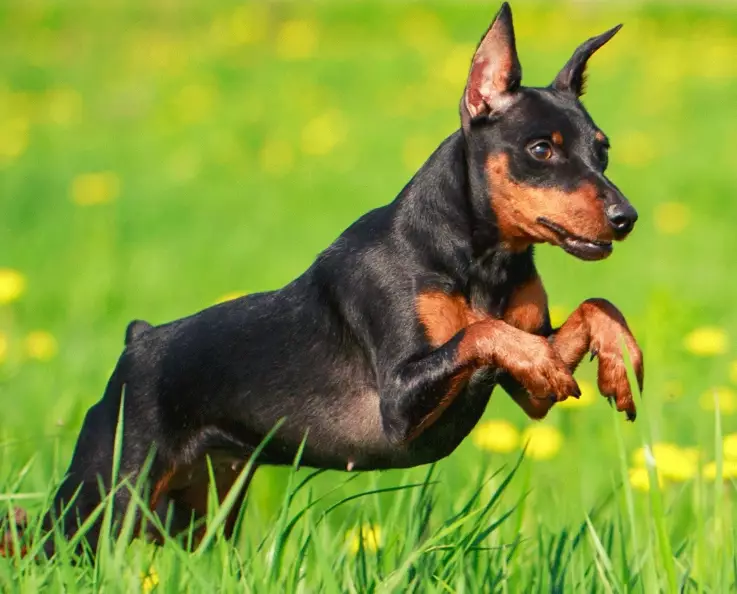 Miniature Pinscher full grown