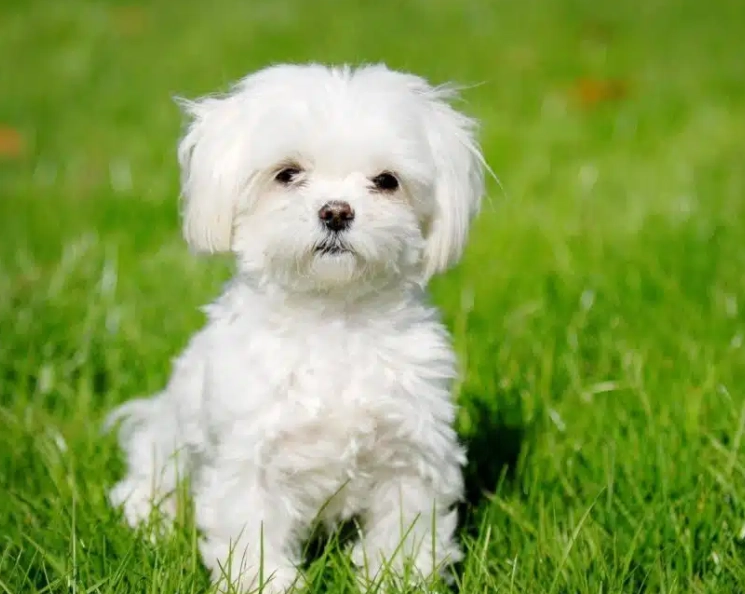 Maltese puppy cost Maltese puppy cost