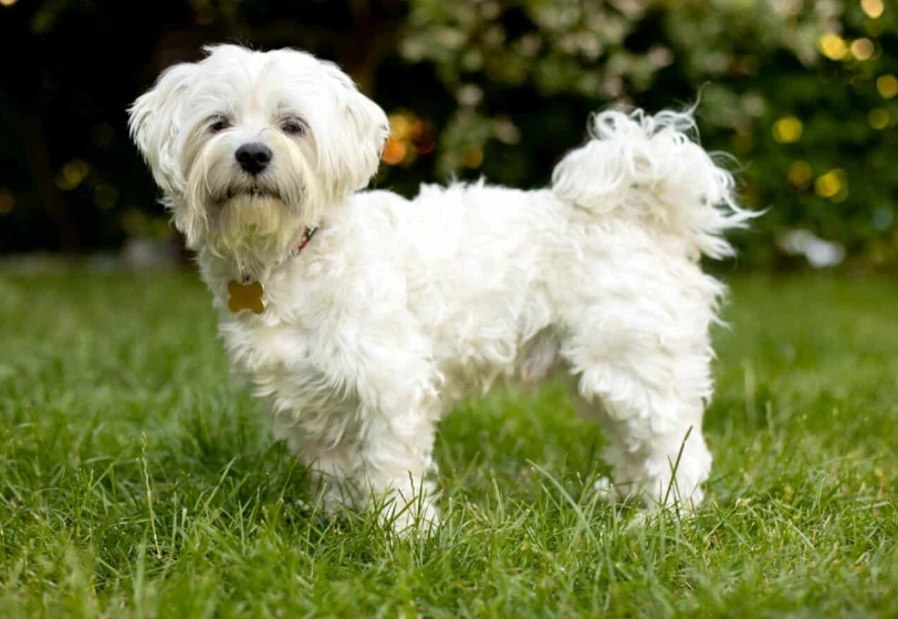 Maltese puppy cost Maltese puppy cost