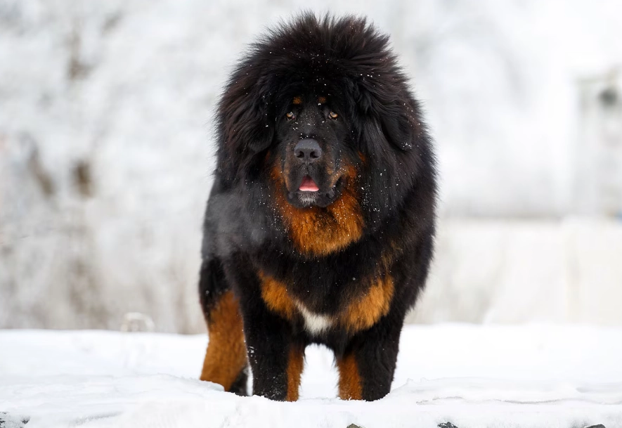 mastiff breed comparison mastiff breed comparison