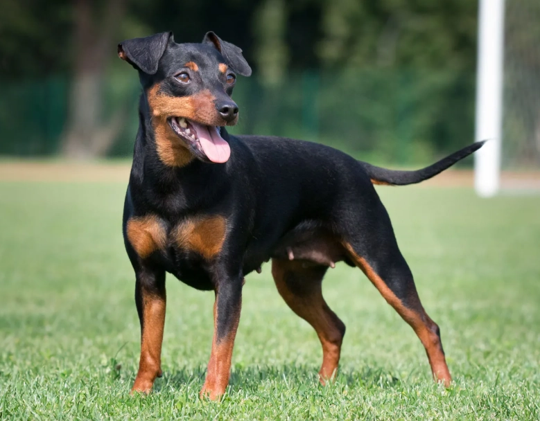 mini pinscher cost