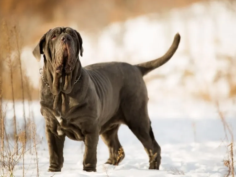 extend Neapolitan Mastiff life extend Neapolitan Mastiff life