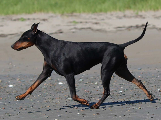 Manchester Terrier puppy price