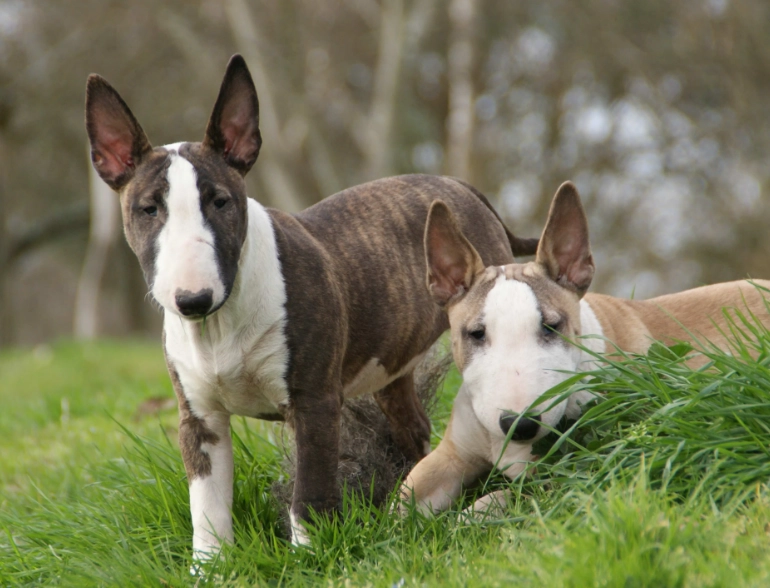 healthy weight for Mini Bull Terrier healthy weight for Mini Bull Terrier