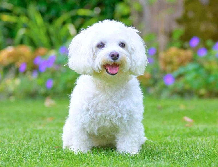Maltese dog price Maltese dog price